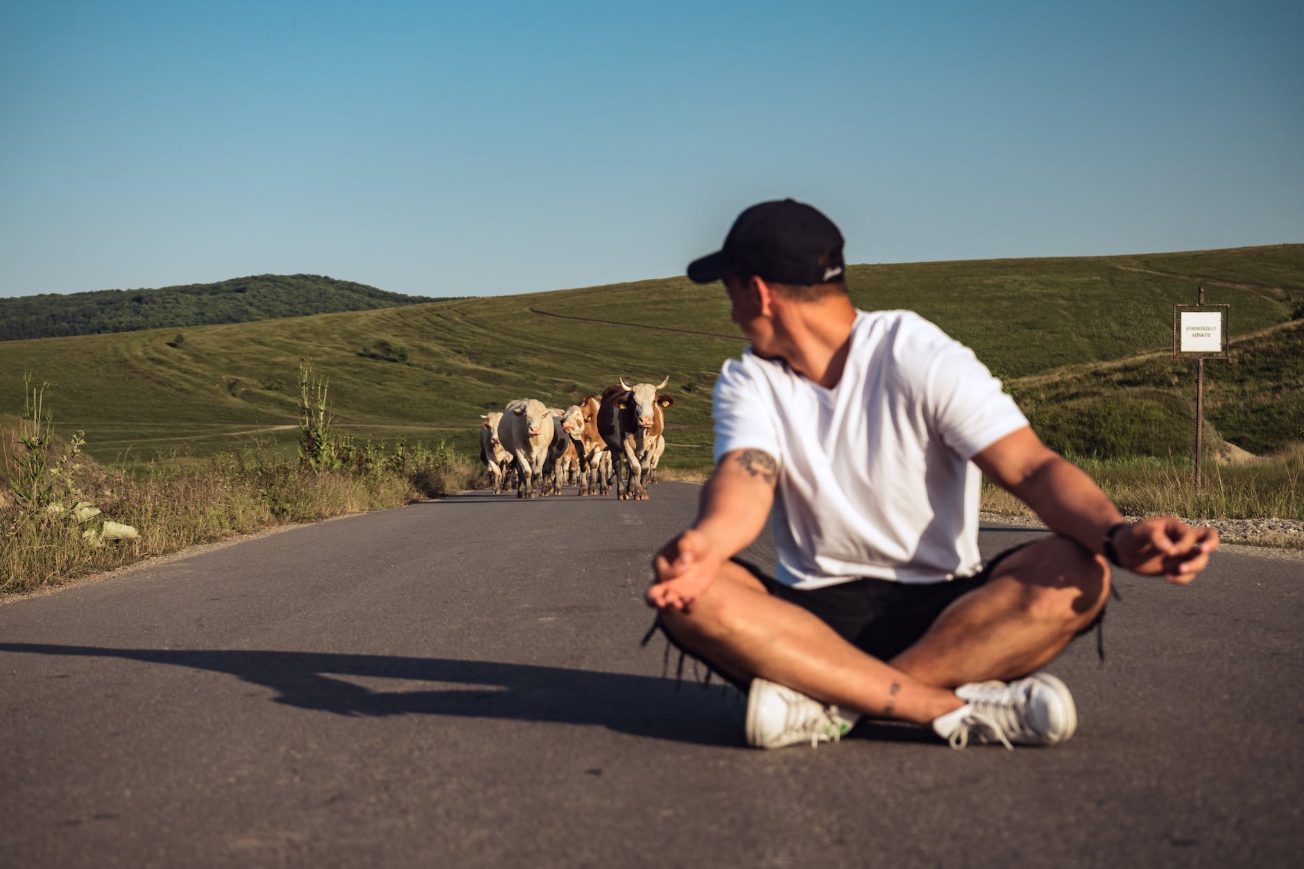 man sitting in the middle of the road in front of herd of cattle